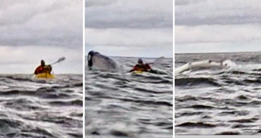 ballena.jpg