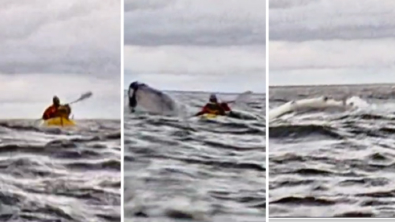 Padre capta cómo su hijo es tragado y luego expulsado por una ballena en el Estrecho de Magallanes