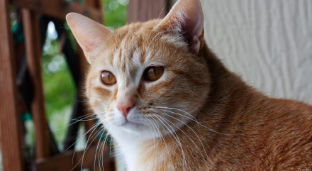 GATO.JPG