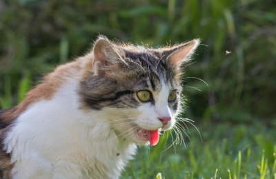 Qué cuidados tener con las mascotas ante el calor intenso