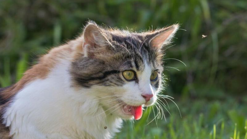Qué cuidados tener con las mascotas ante el calor intenso