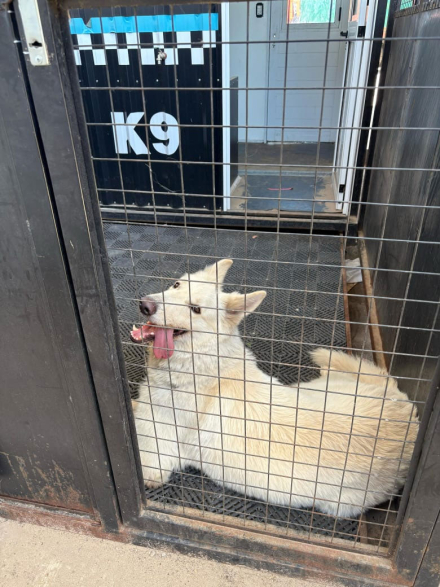 perrito.jpg