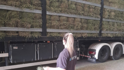 Senasa certificó a 527 toneladas de alfalfa exportadas a Brasil