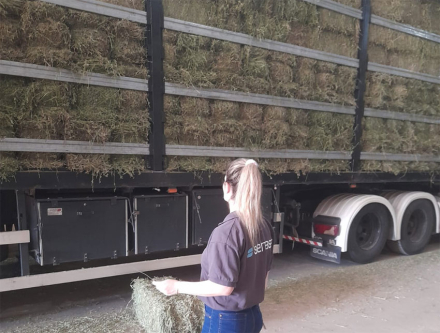 alfalfa.jpg