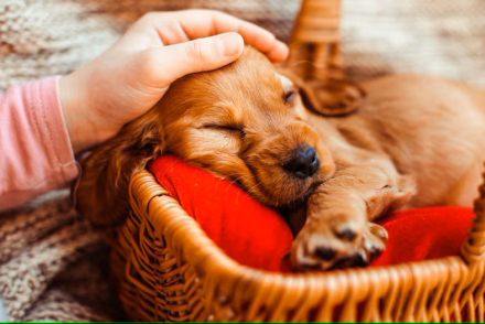 cachorros2.jpg