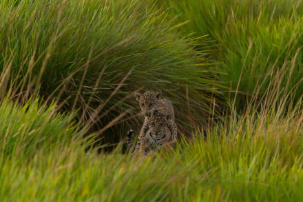 Primeros cachorros viviendo en libertad - Karai y Pora - Matias Rebak - Rewilding Argentina - 00019.jpg