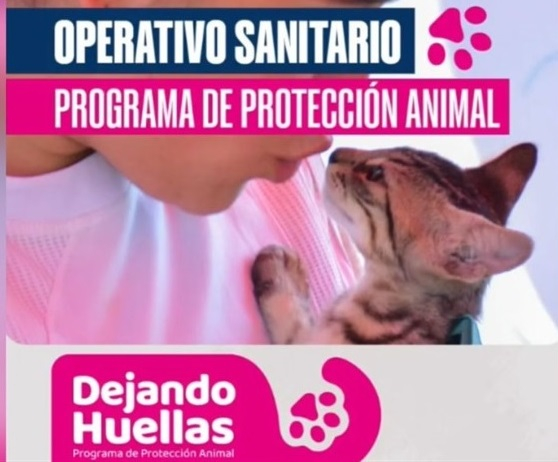 gato.jpg