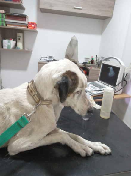 perrito cuidado proteccionistas.jpeg