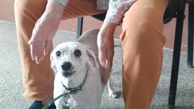 Una jubilada pide ayuda para poder solventar estudios y atención veterinaria de su perra