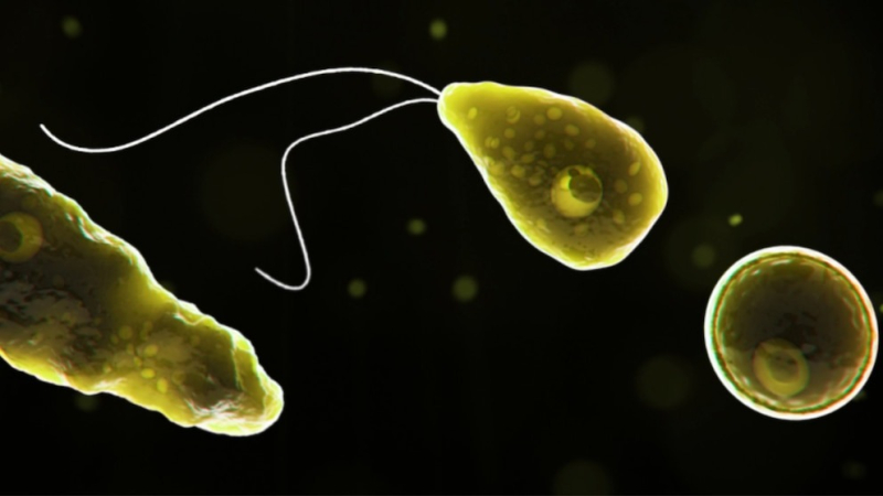 Cambio climático y expansión de una ameba que causa infecciones cerebrales