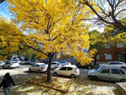 invierno arbol amarillo.jpg