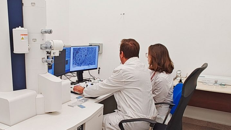 Científicos argentinos hallan un "freno molecular" para tumores cerebrales