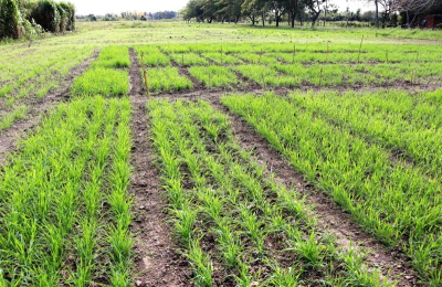 Con altos perfiles de humedad, el Chaco centra expectativas en el trigo y girasol