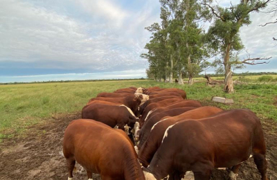 El campo en crisis necesita ser escuchado por el gobierno