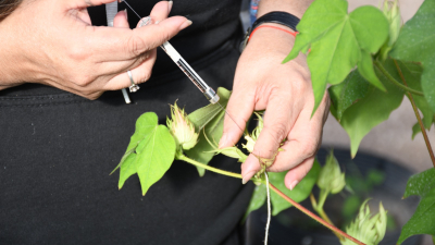 El INTA, clave en el mejoramiento genético y varietal del algodón