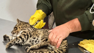 Un gato montés fue atropellado, pero lo salvaron y volvió a su hábitat