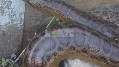 Fontana: una anaconda de más de un metro asustó a una mujer