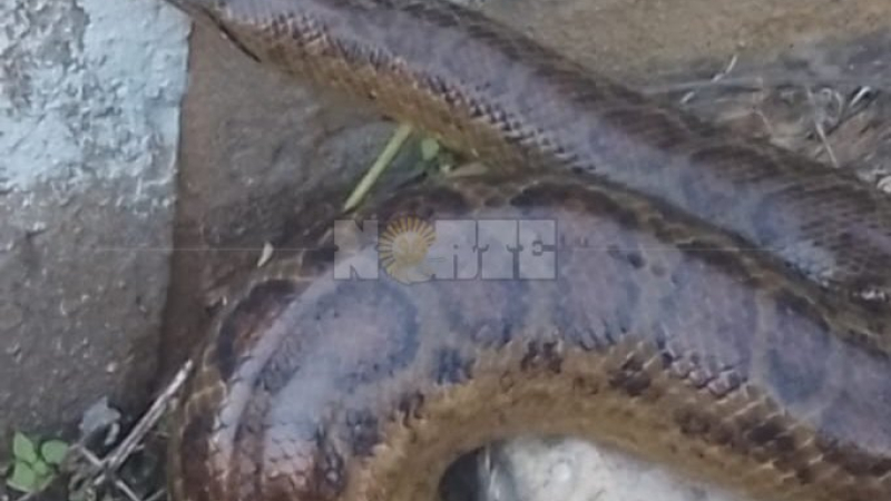Fontana: una anaconda de más de un metro asustó a una mujer