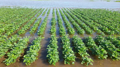 Emergencia agropecuaria: investigadores mapean la vulnerabilidad estructural del campo chaqueño