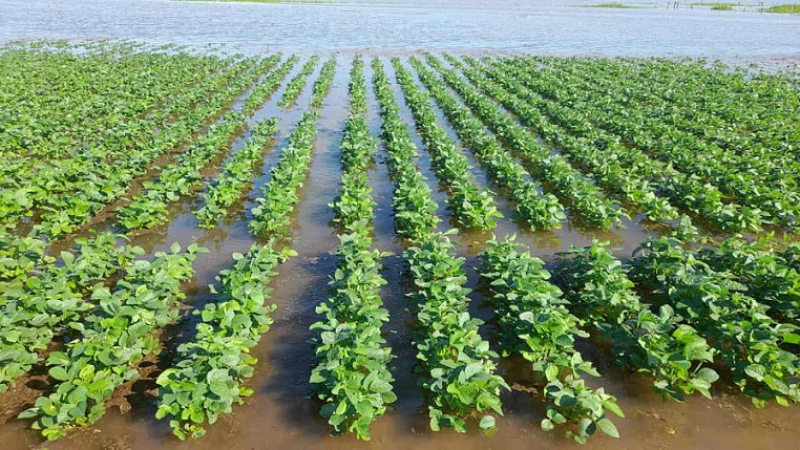 Emergencia agropecuaria: investigadores mapean la vulnerabilidad estructural del campo chaqueño