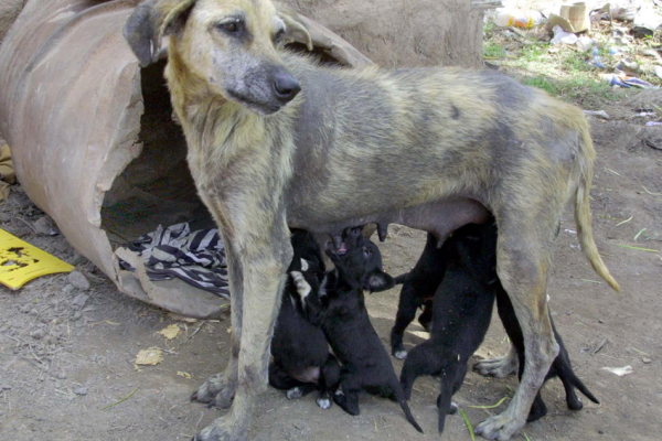 En el Día Mundial del Perro, NORTE homenajea a los mejores amigos de la ciudad