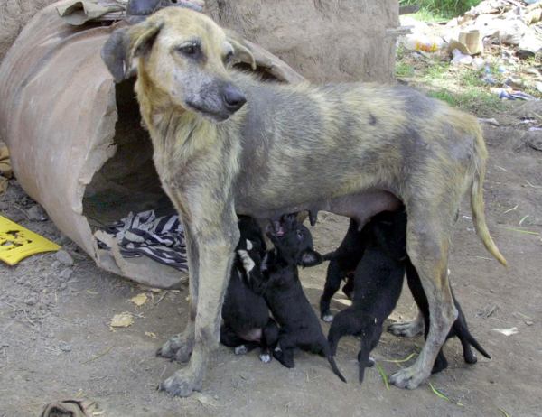 <p>"Himno a la vida". Quizás con sus últimas fuerzas una perrita callejera sigue dando vida a sus hijos. Año 2002.</p>