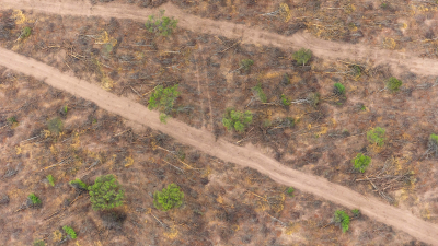En lo que va del 2025, el Chaco perdió 8650 hectáreas de bosque nativo