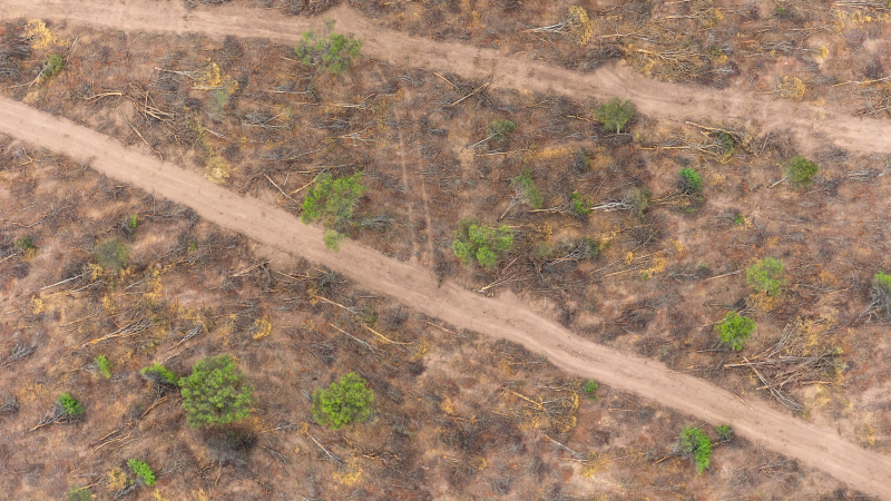 En lo que va del 2025, el Chaco perdió 8650 hectáreas de bosque nativo