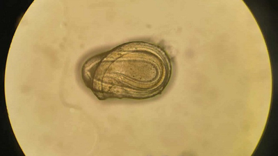 Indagan la diversidad oculta de parásitos que habitan en lagartos del Chaco Argentino