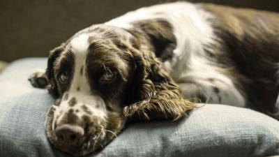 ¿Qué significa que el perro de la casa busque descansar en nuestra almohada?