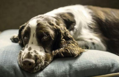 ¿Qué significa que el perro de la casa busque descansar en nuestra almohada?