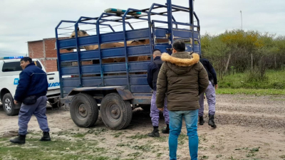 Animales sueltos: secuestran caballos en operativo conjunto en Resistencia