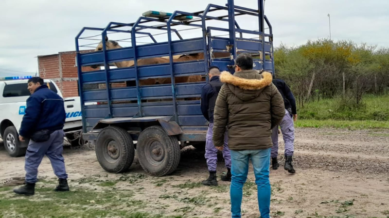 Animales sueltos: secuestran caballos en operativo conjunto en Resistencia