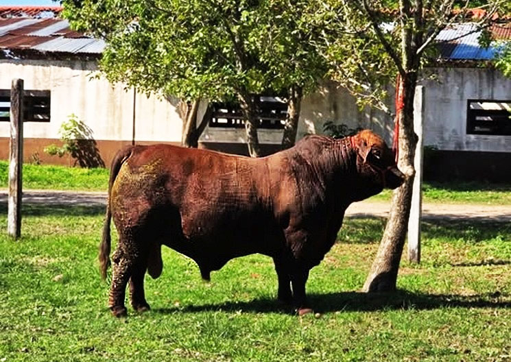toro2.jpg