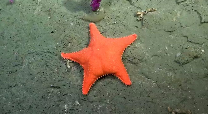 estrella.jpg