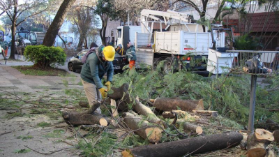 Poda controlada en Resistencia seguirá hasta fines de agosto