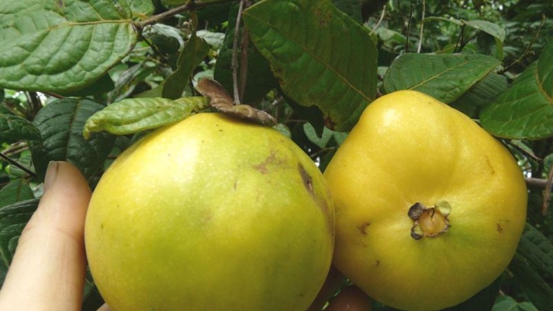 Charla sobre "Frutales nativos exóticos para el NEA"