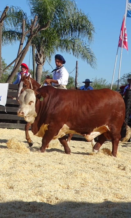 toro6.jpg