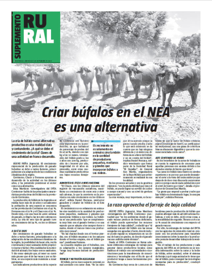 Criar búfalos en el NEA es una alternativa