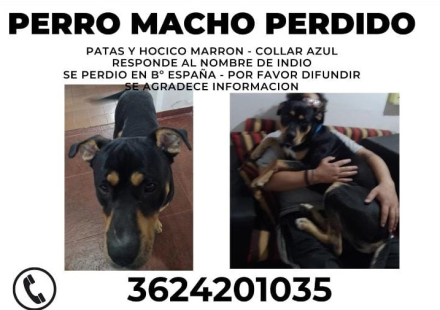 perdido.jpg