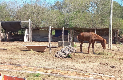 Fundación Libera Chaco busca construir boxes para caballos rescatados del maltrato