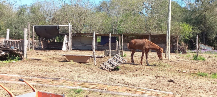 caballitos.jpeg