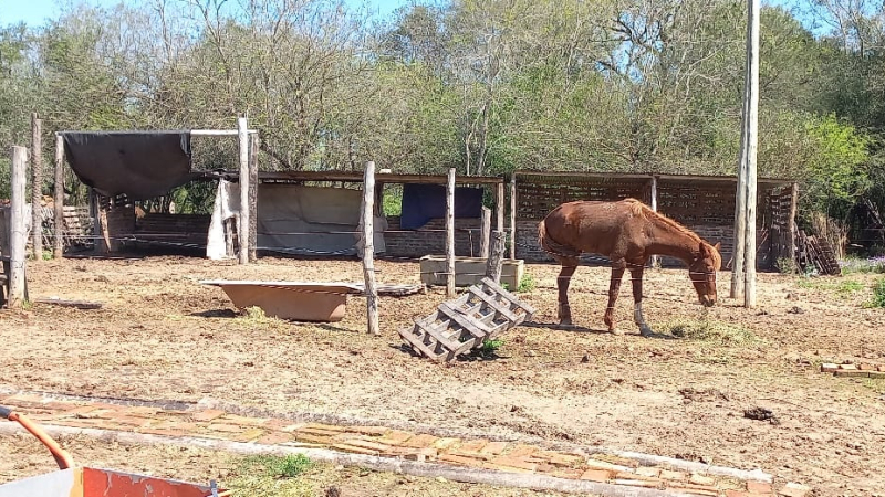Fundación Libera Chaco busca construir boxes para caballos rescatados del maltrato