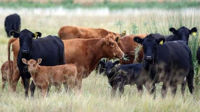 "La sanidad animal no es un gasto, es la mejor inversión para el futuro de la ganadería"