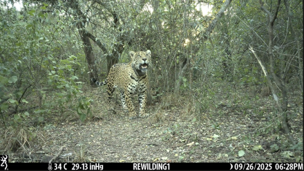Acaí © Rewilding Argentina .png