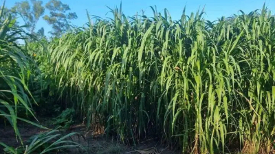 El CEDEVA lanza una guía práctica sobre el pasto elefante, un aliado clave para alimentar al ganado