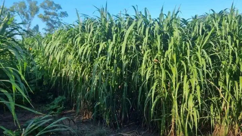 El CEDEVA lanza una guía práctica sobre el pasto elefante, un aliado clave para alimentar al ganado