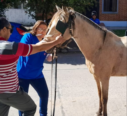 caballito.jpg