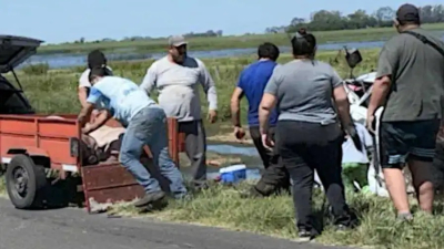Volcó un camión que transportaba chanchos y unos vecinos se los robaron