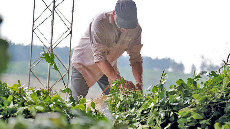 Gobierno prorroga la compatibilidad de planes sociales con trabajo rural registrado